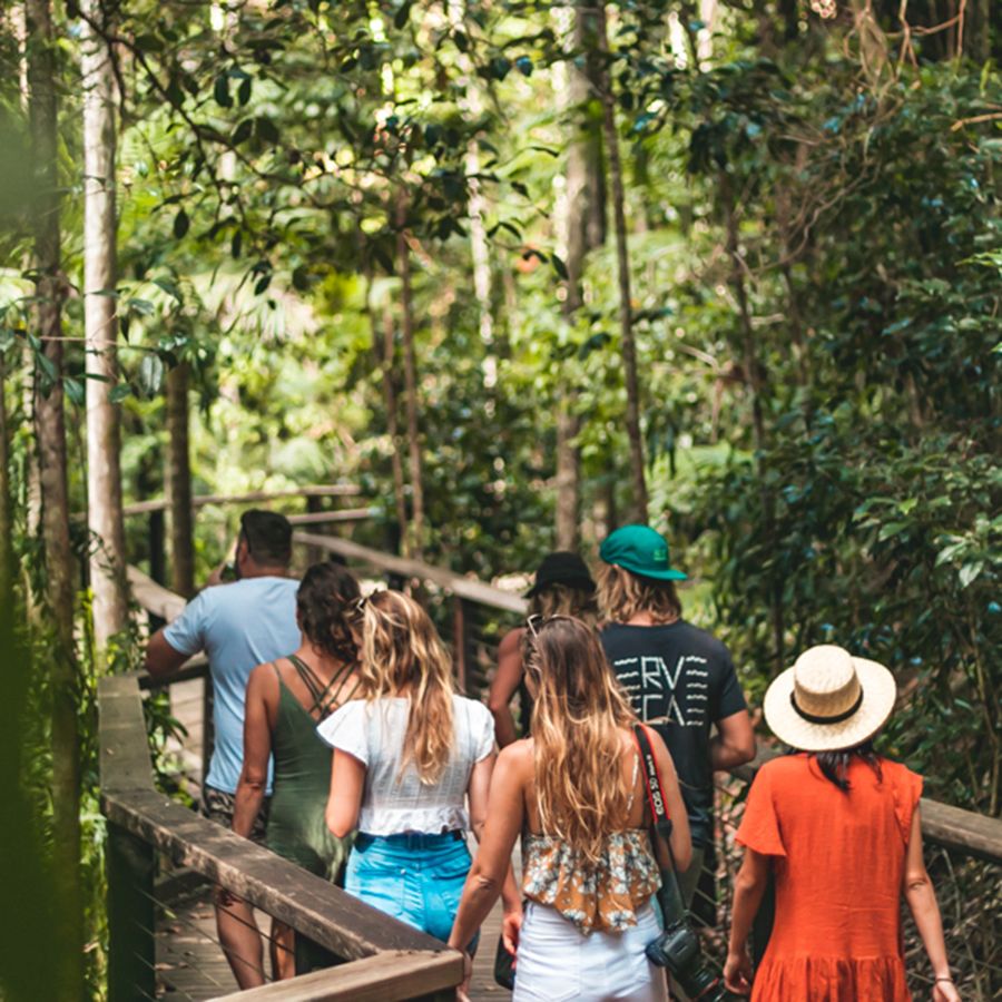 Group of travellers walking through and looking at the rainforest canopy