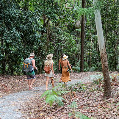Three people walking through the rainforest
