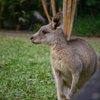 kangaroo in the wild