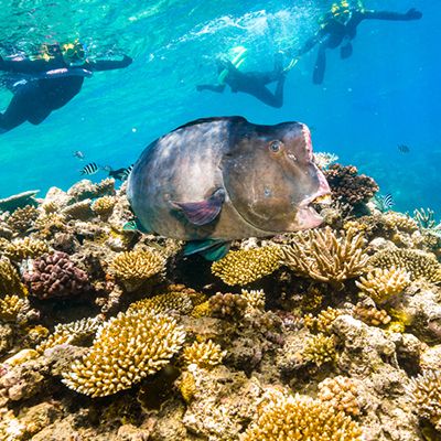 Big fish in reef with snorkellers above it