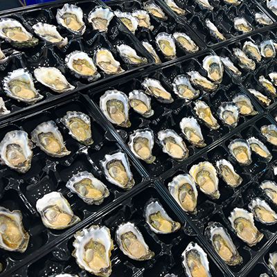 A tray of oysters at Sydney fish markets