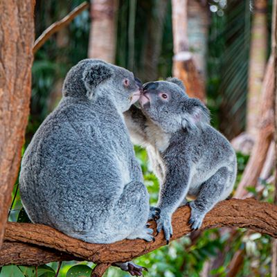 Two koalas on a branch surrounded by gum leaves