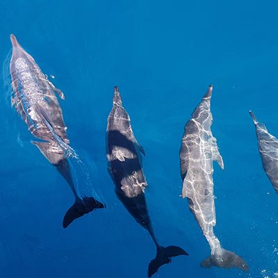 4 bottlenose dolphins swimming in clear water