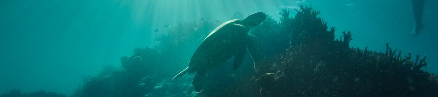 A large green turtle swimming underwater