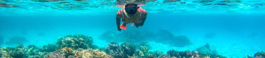 Man Snorkelling in Cairns corals, Great Barrier Reef
