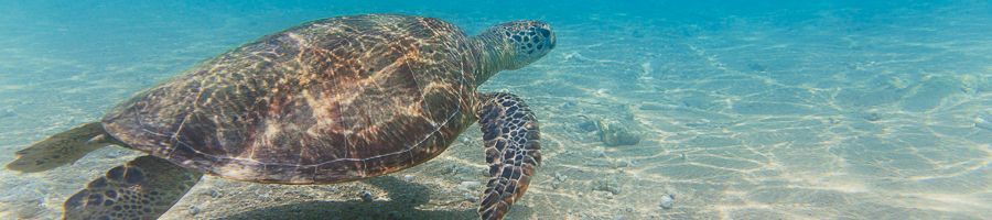 sea turtle swimming on the sandy ocean floor