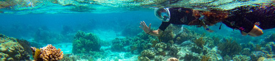 Person snorkelling over the Cairns Outer Great Barrier Reef, Moore Reef pontoon