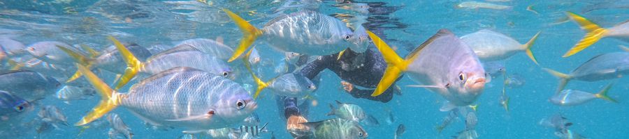 Person snorkelling with reef fish, Sunlover Moore Reef Day Trip, Cairns Tours