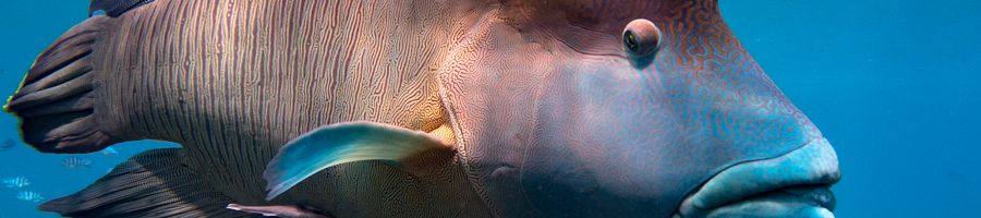 maori wrasse colorful fish swimming in the ocean