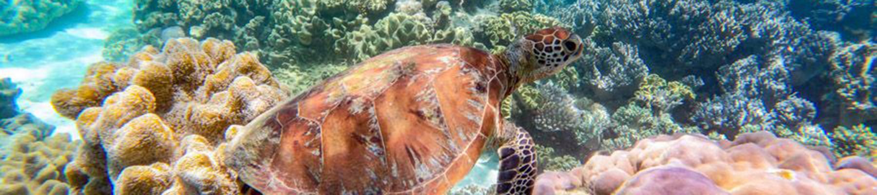 Green sea turtle amongst coral reefs