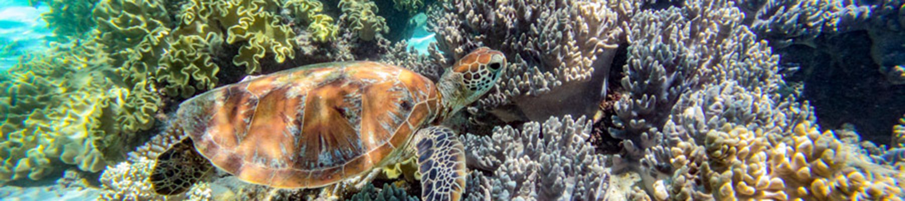 Green sea turtle amongst coral reefs