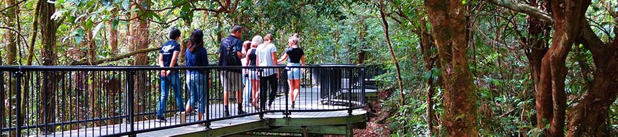 Tour group walking through the Daintree National Park