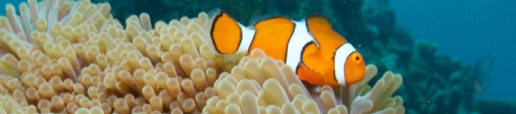 Clownfish underwater shot 