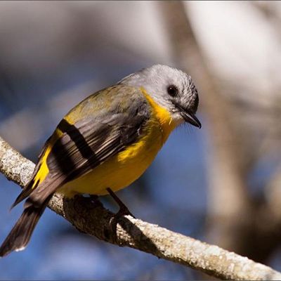 Yellow and brown bird sitting on a branch 