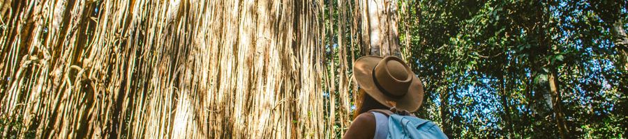 Person wearing a hat looking up at the Curtain Fig Tree, Cairns