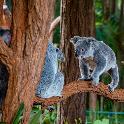 Koala climbing on a tree trunk with leaves