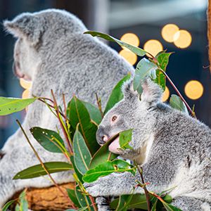 Two koalas eating a leaf on a branch