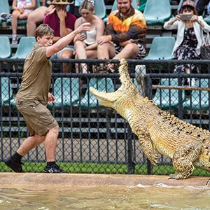 Crocodile being fed at Australia Zoo by Bob Irwin