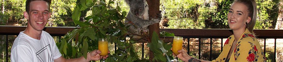 Breakfast with Koalas