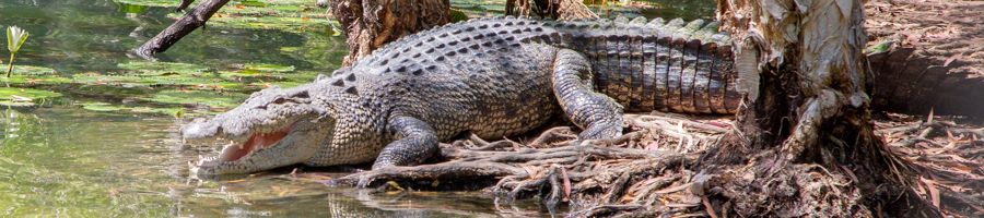 Crocodile in the lagoon on the banks