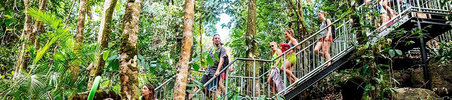 Tour group walking through the Daintree Rainforest