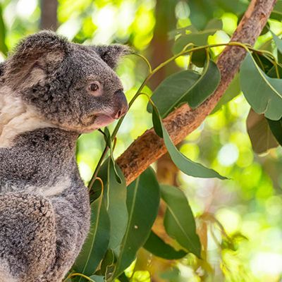 A koala in the branches of lush green gum tree leaves