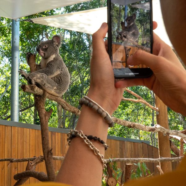 Koala on a tree with a person taking a photo on their phone