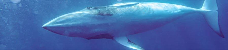 Minke whale