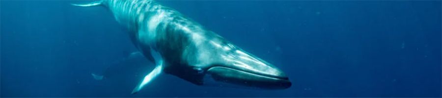 Minke whale