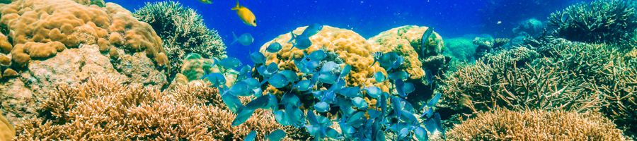 Small reef fish and colourful corals on the Great Barrier Reef