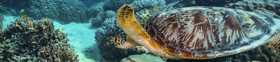 Sea Turtle swimming amongst coral gardens