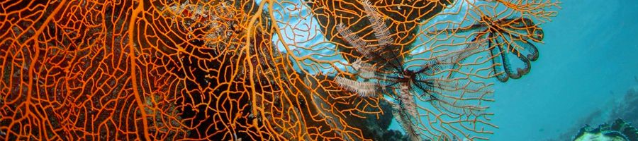 Close up of orange skeletal coral