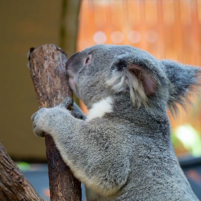 Grey koala in a tree
