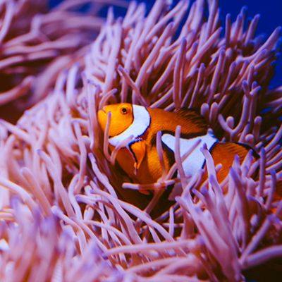 Clownfish in a pink anemone in the reef 