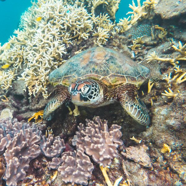 Green Sea Turtle Whitsundays amongst coral