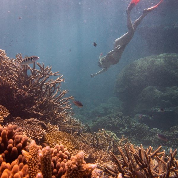 Girl snorkeling into coral gardens