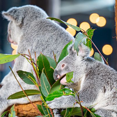 Two koalas eating leaves