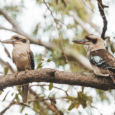 Two Kookaburras on a branch