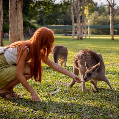 Person feeding a kangaroo in the grass