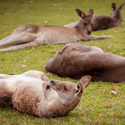Four kangaroos relaxing on grass