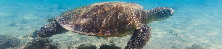 sea turtle swimming on the great barrier reef near cairns