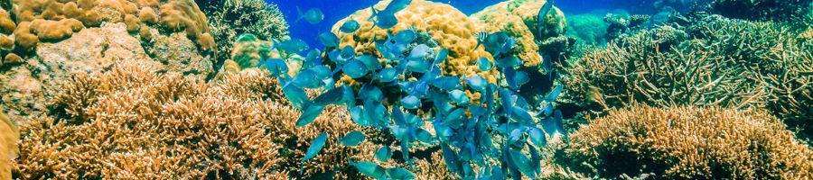 School of blue reef fish swimming amongst colourful corals