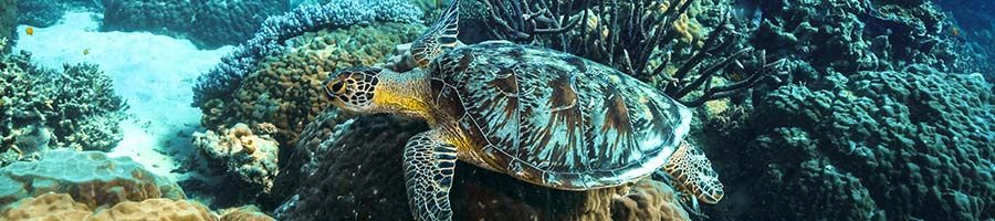 turtle in the great barrier reef