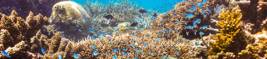 Coral and reef fish on the Great Barrier Reef