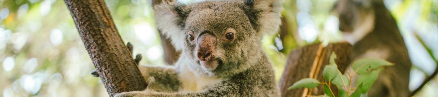 koala climbing a tree in Cairns Australia
