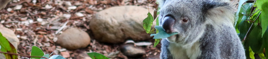 Koala sitting in tree eating leaves