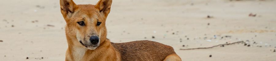 A dingo sitting on a beach