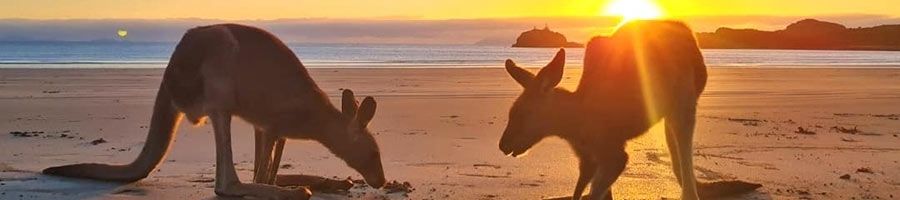 sunrise kangaroos