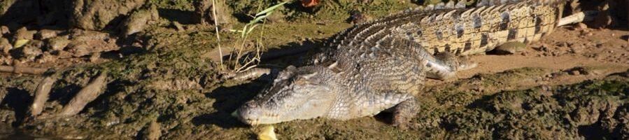 Crocodile at a wildlife habitat in Port Douglas