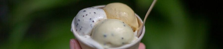 Daintree rainforest ice cream